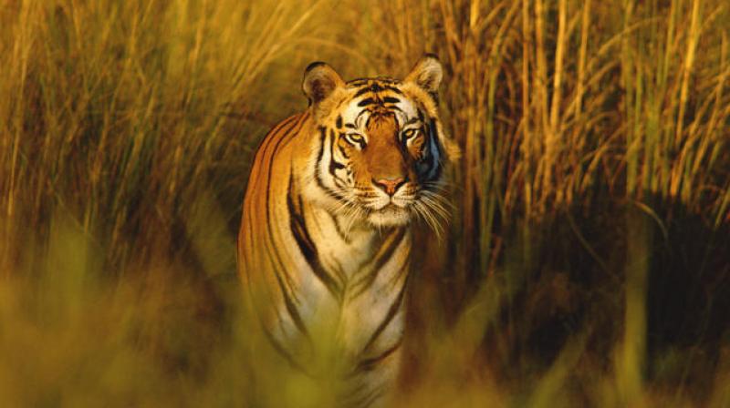 Jim Corbett National Park